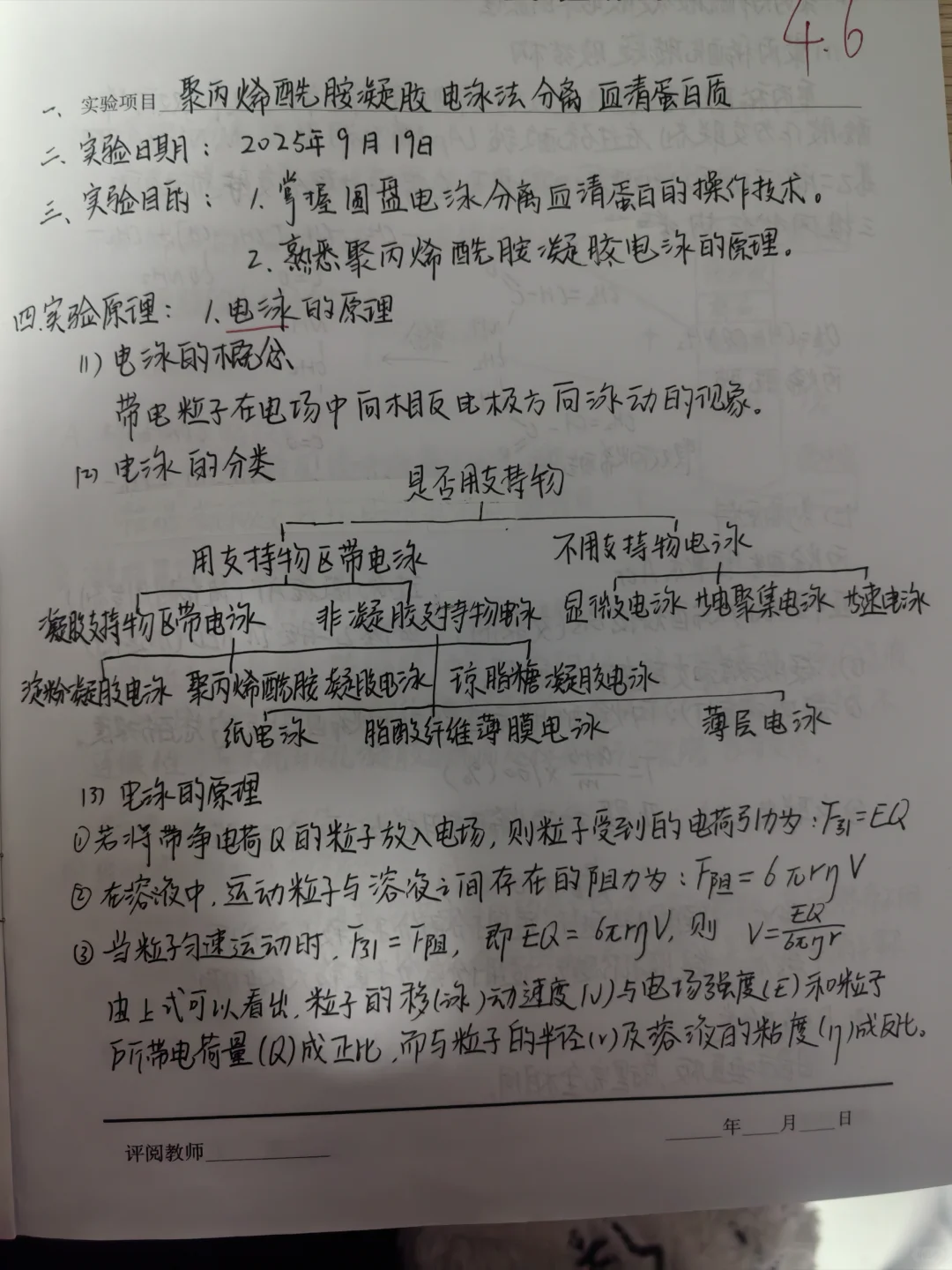 聚丙烯酰胺凝胶电泳分离血清蛋白