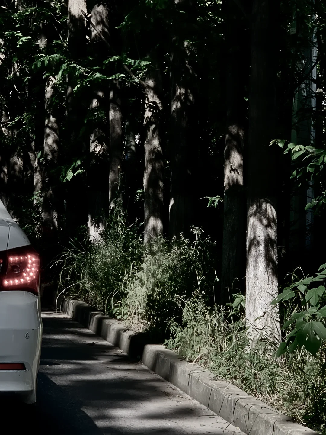 二次构图➕滤镜拯救了相册里一半的废片