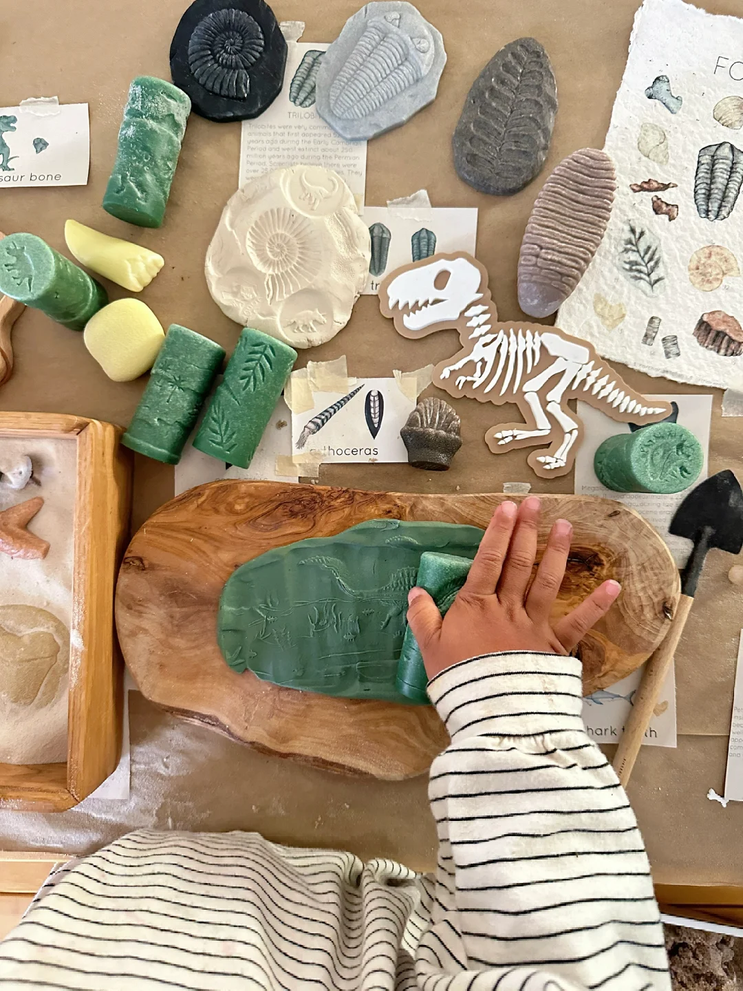 ??????| 在家挖化石之考古感官盒2