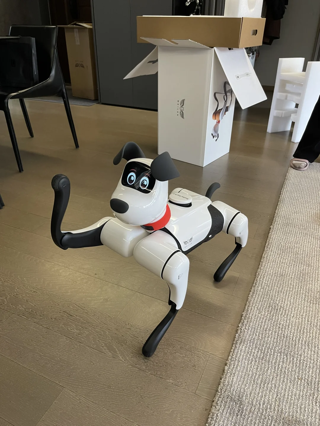 斥资买的机器狗！AI走进我的家哈哈?