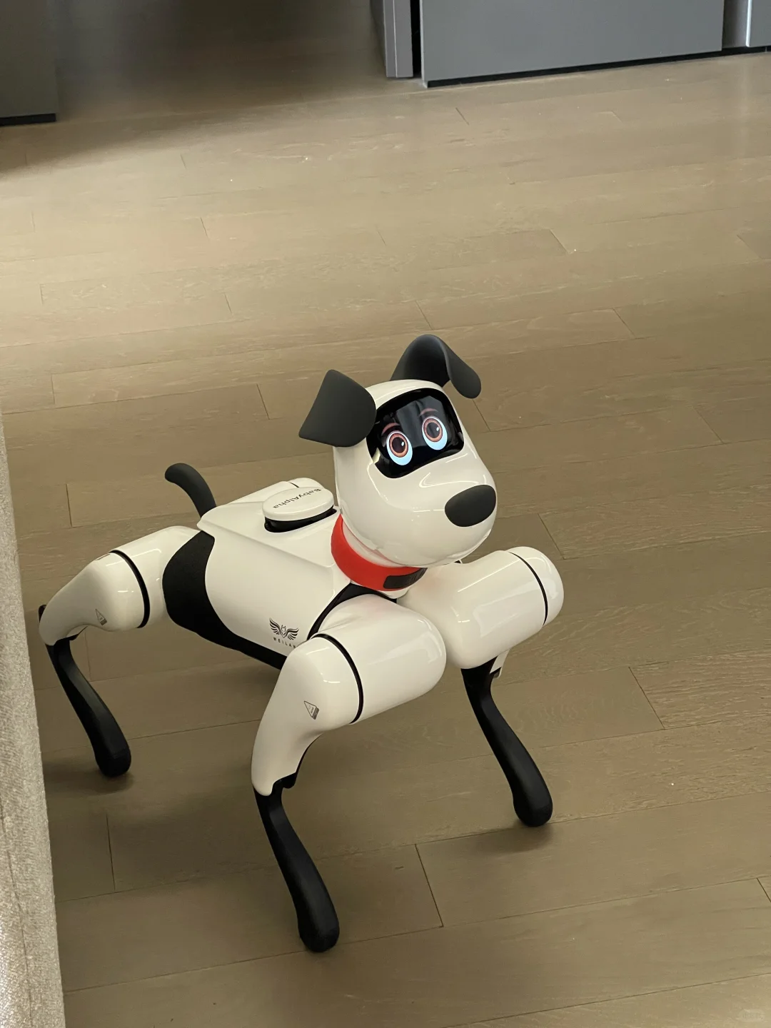 斥资买的机器狗！AI走进我的家哈哈?
