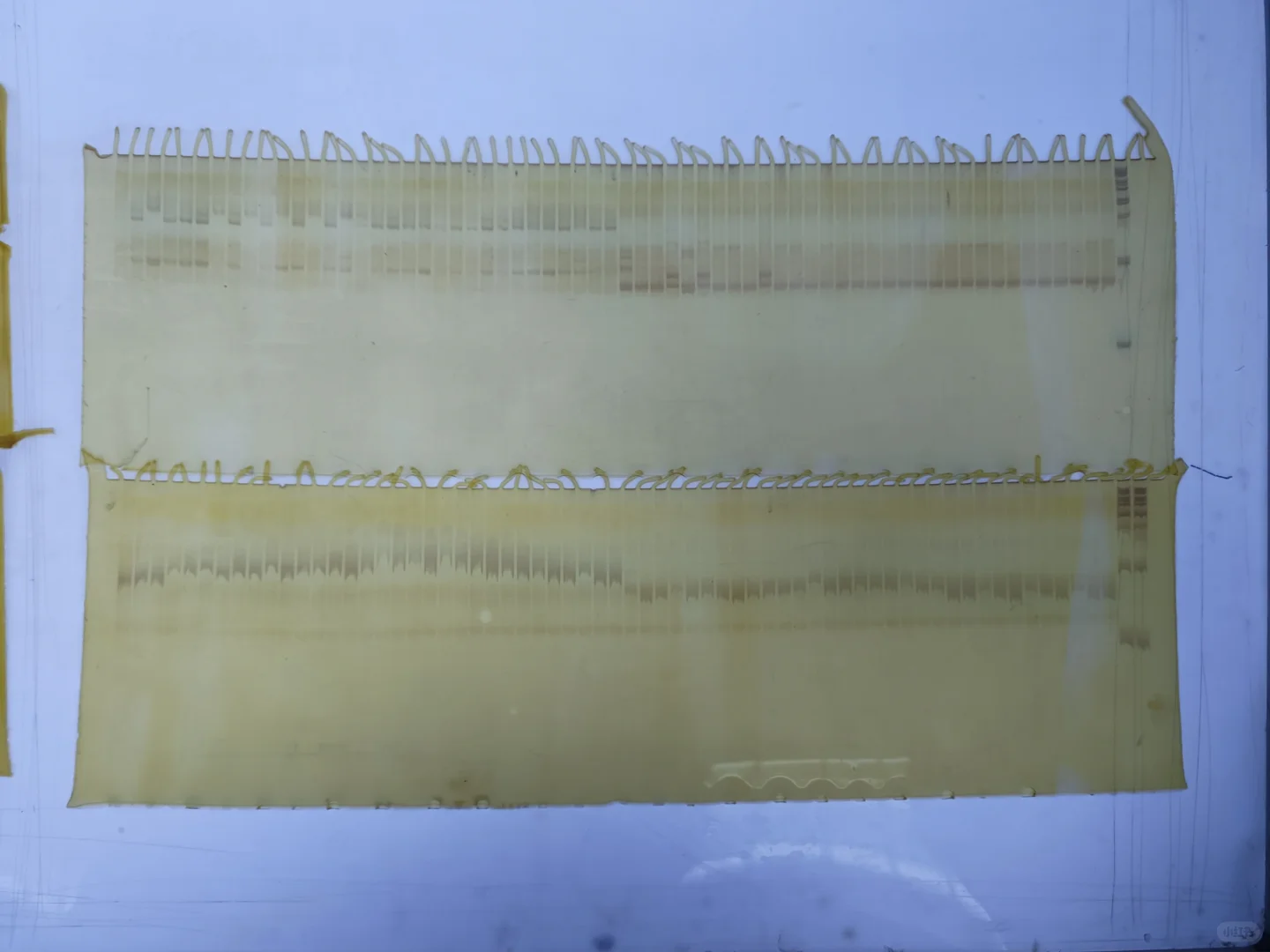 聚丙烯凝胶电泳