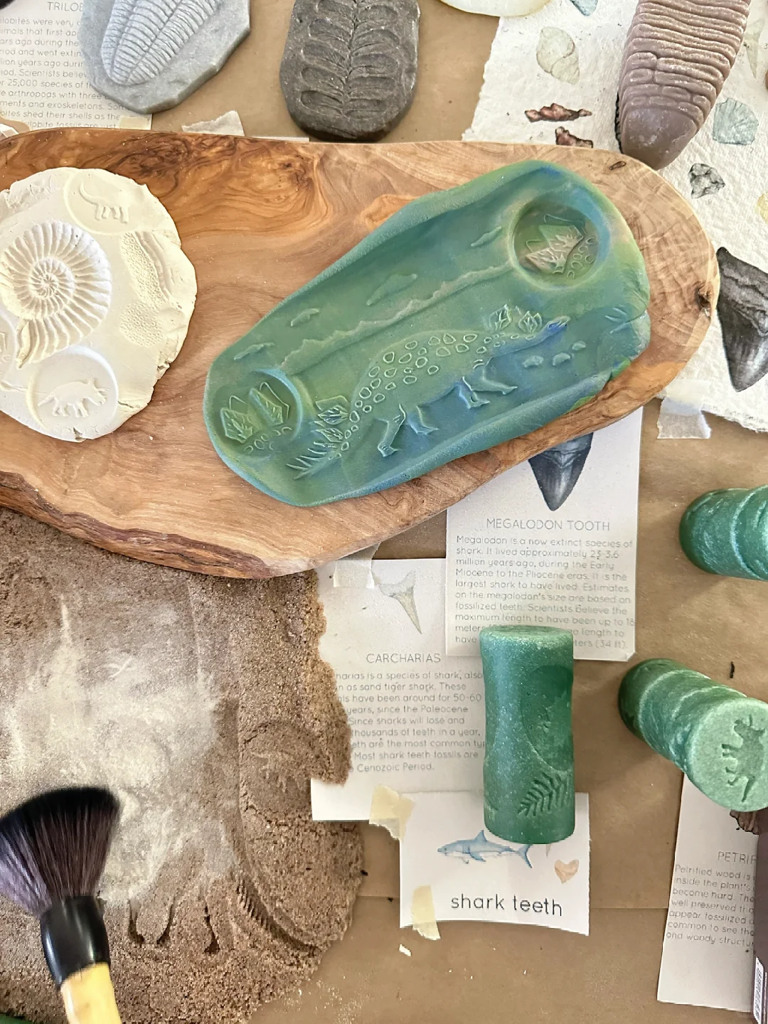 ??????| 在家挖化石之考古感官盒2