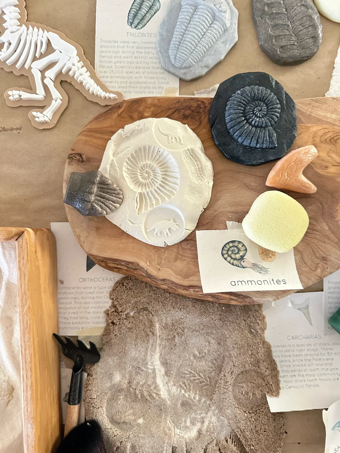 ??????| 在家挖化石之考古感官盒2