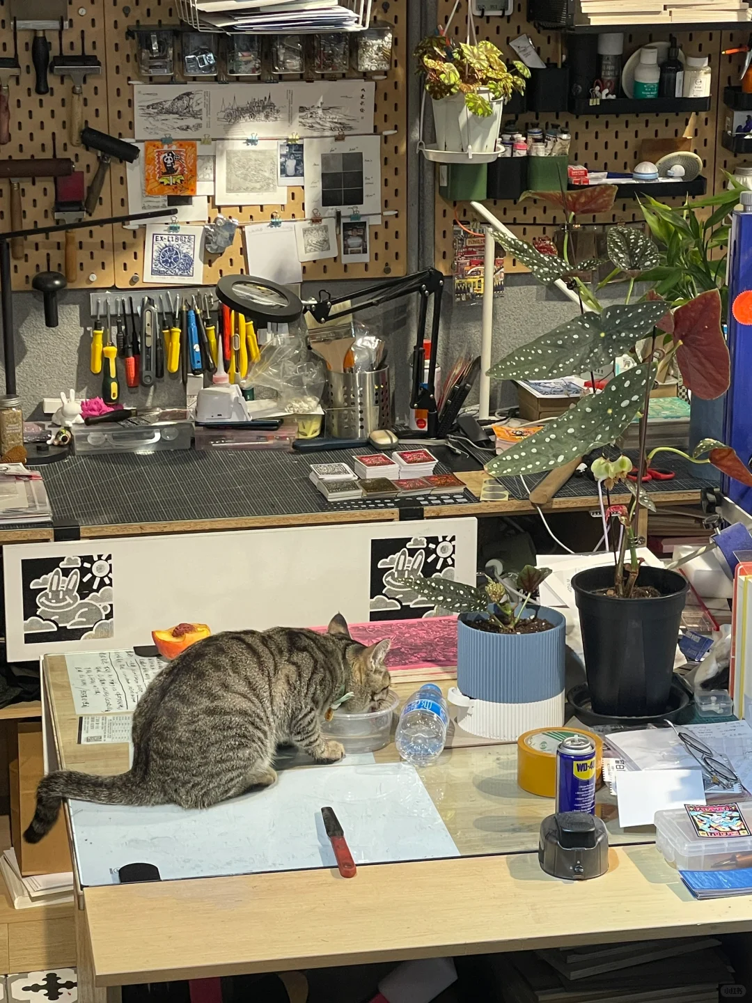 版画工作室里的猫咪鉴赏家?