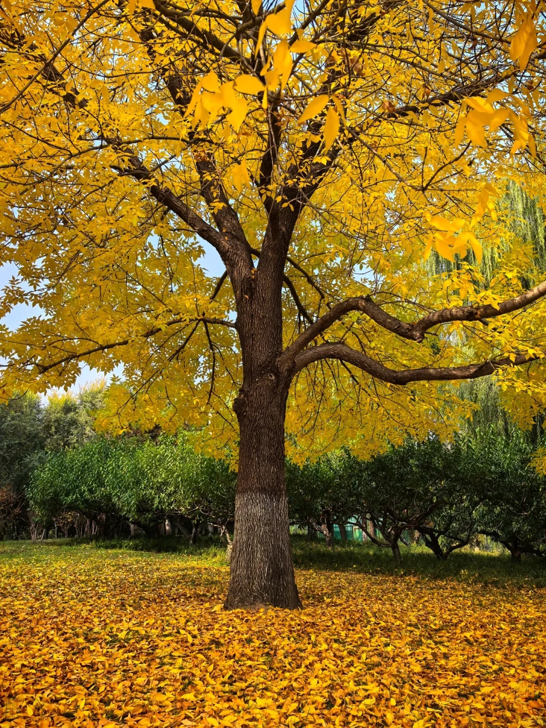 怎么抓住最近玻璃期货旱地拔葱行情的?