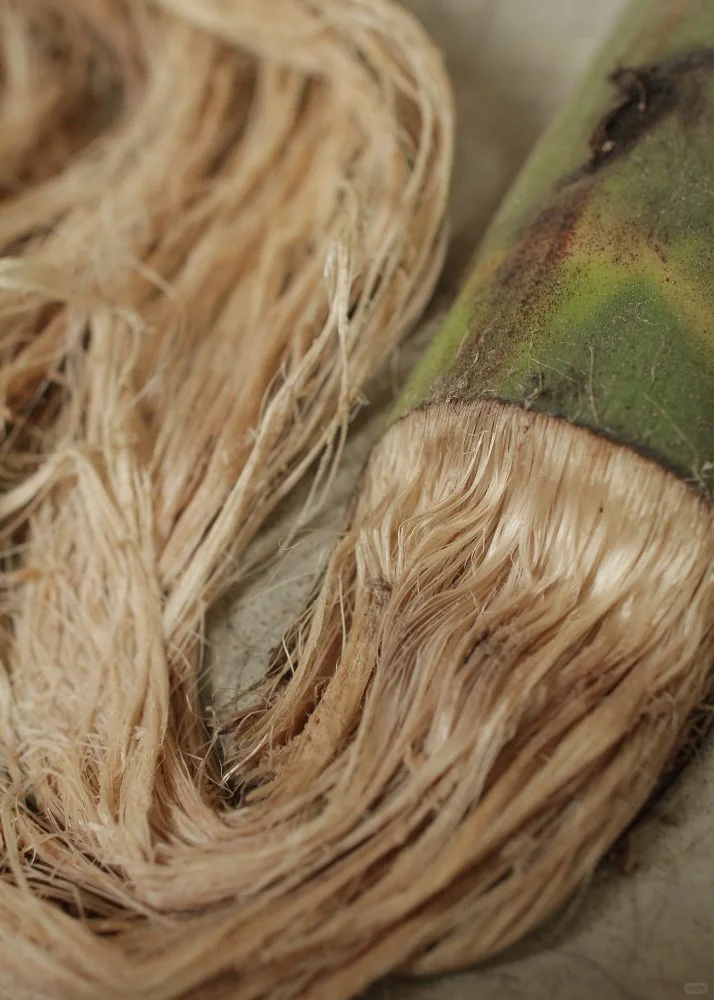 可持续丨来自蕉田的再生纤维