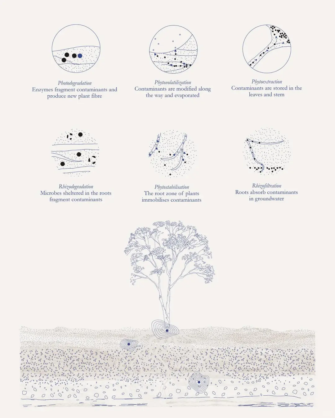 【房屋生活】植物修复土壤的研究