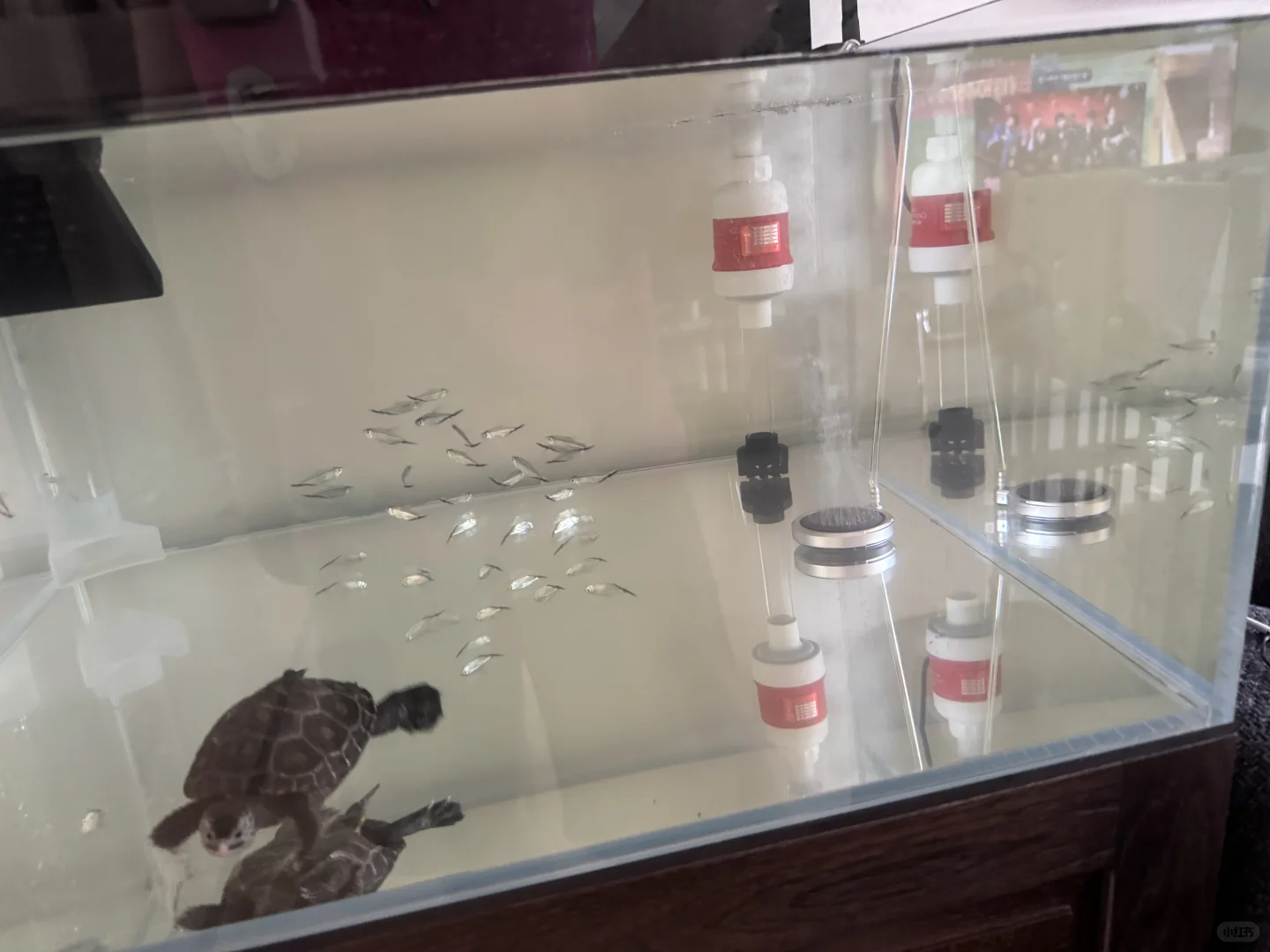 今日更换管道式底吸泵?