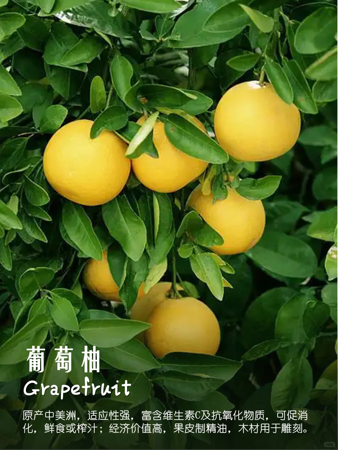 100种疗愈植物|香果篇(64-72)