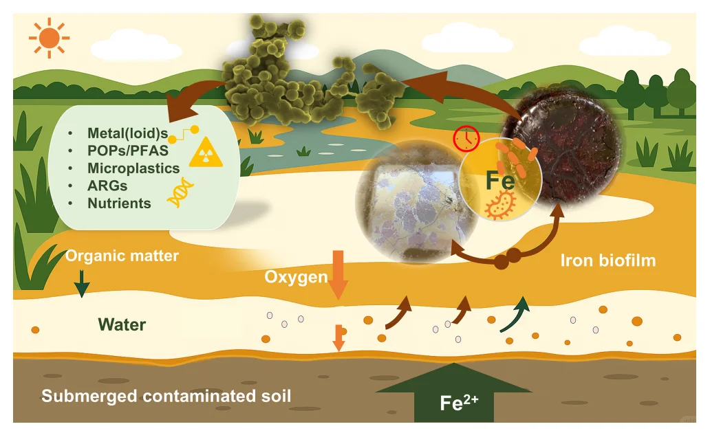 中科院团队!用微生物+铁矿打造“自愈土壤”