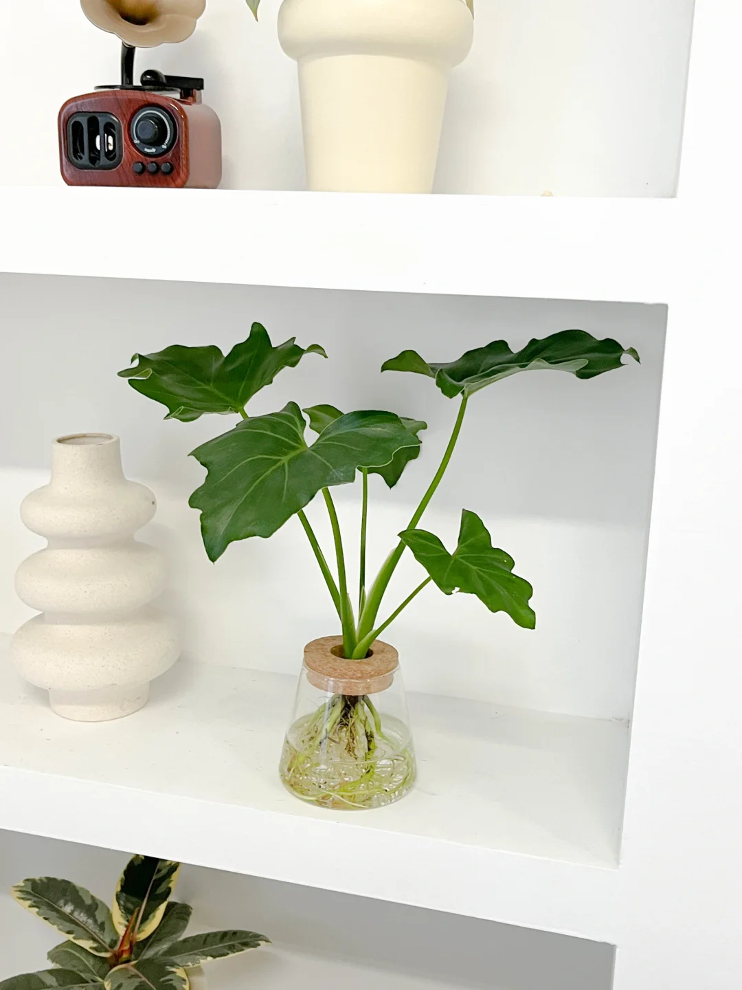 壁柜上植物这么摆更好看