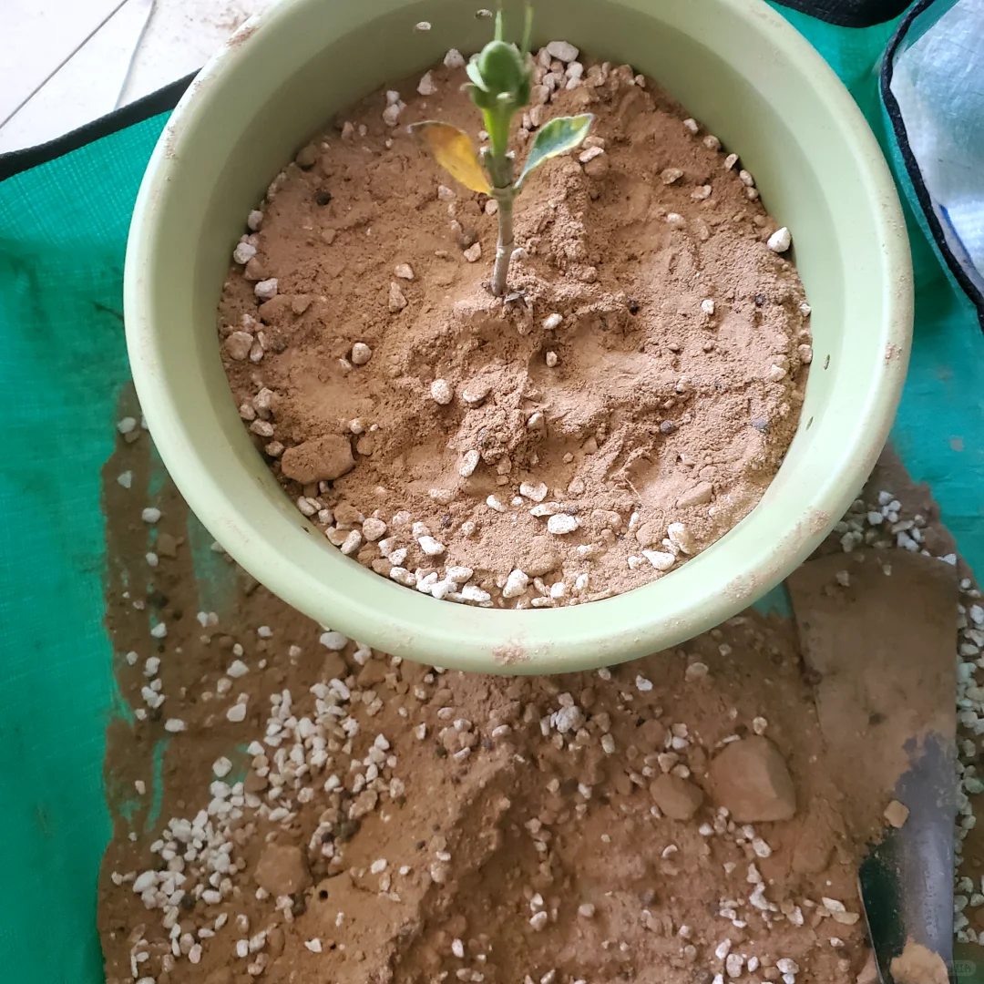 如何制作最干净的营养土