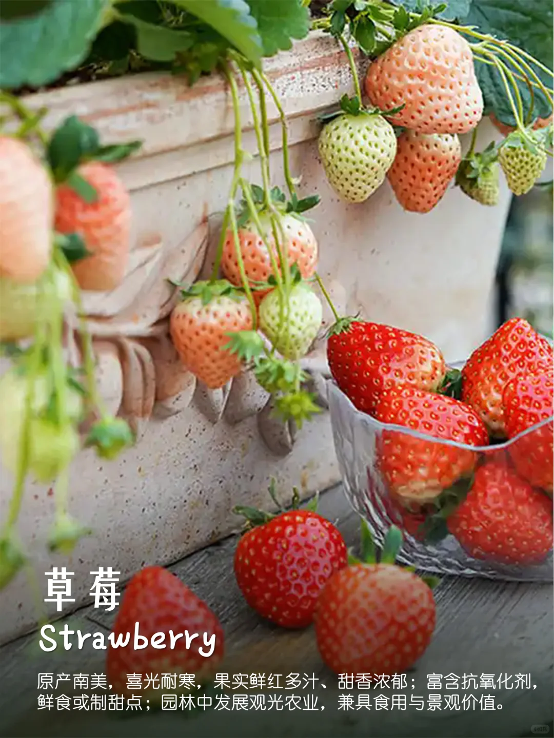 100种疗愈植物|香果篇(64-72)