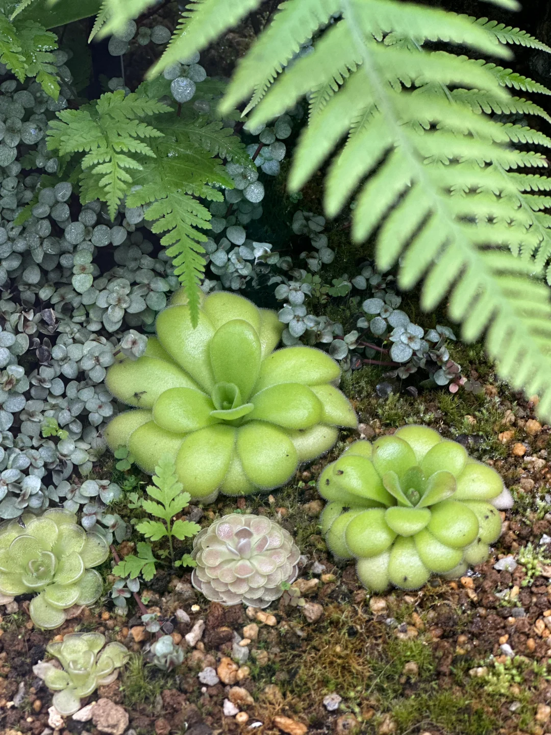 大自然是天生的刺绣师?