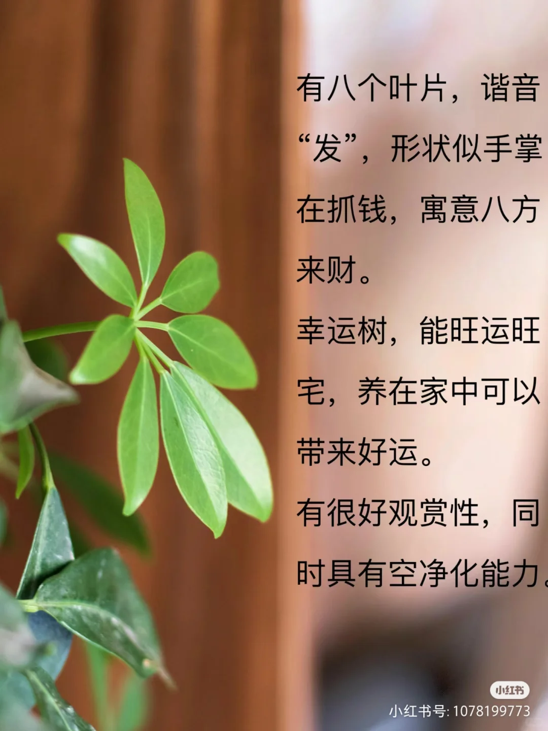 我也有鸭脚木啦