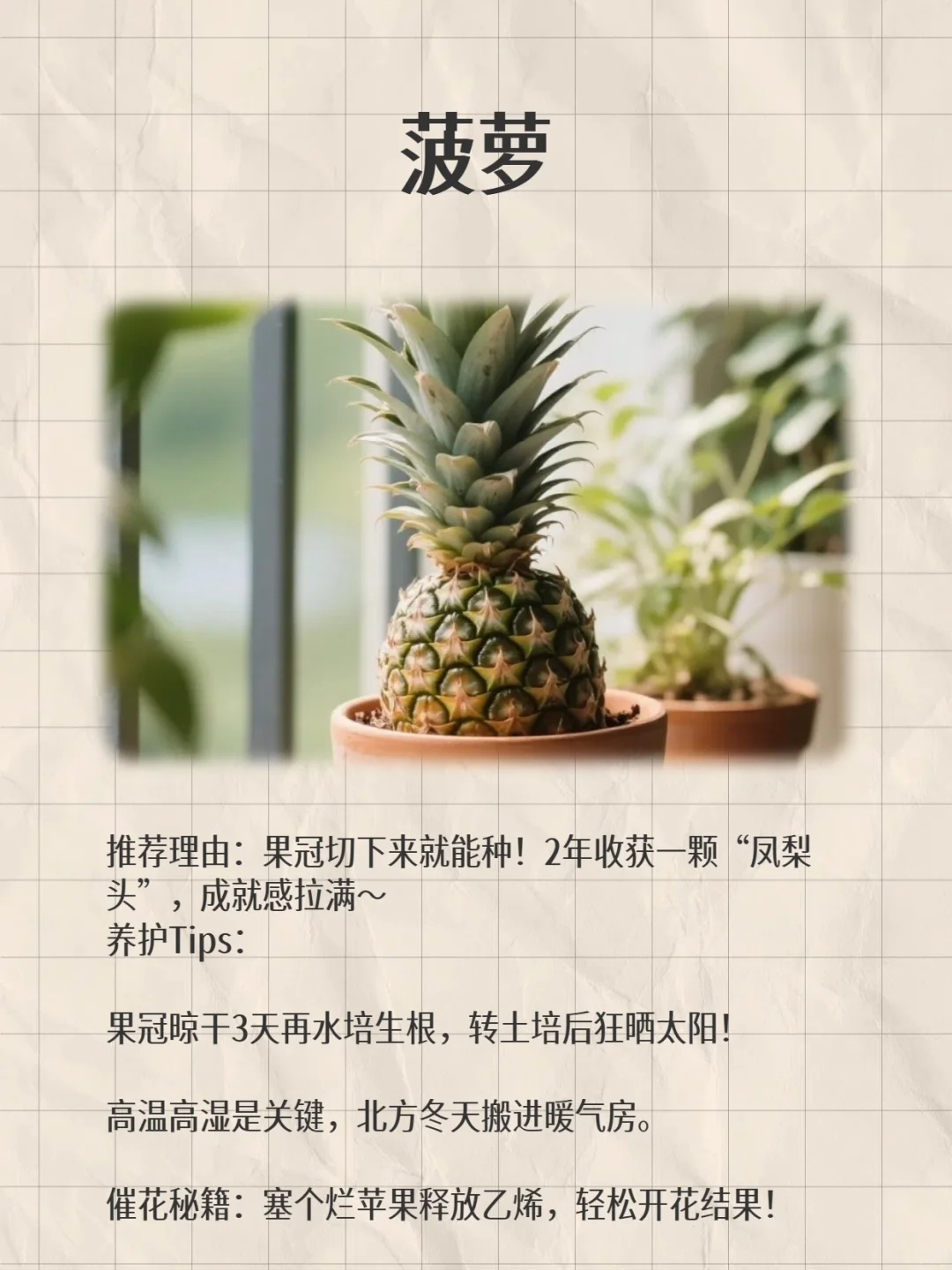 阳台变身小果园！款超适合阳台党的小众水果