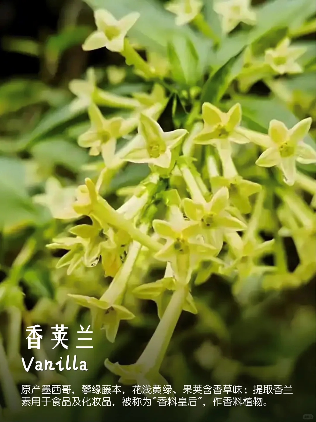 100种疗愈植物|香果篇(64-72)