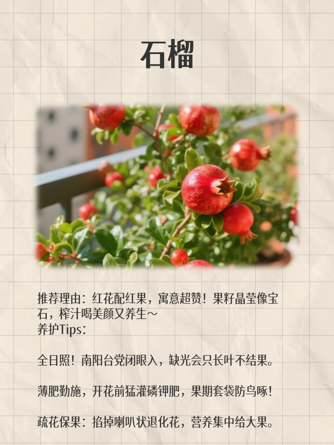 阳台变身小果园！款超适合阳台党的小众水果