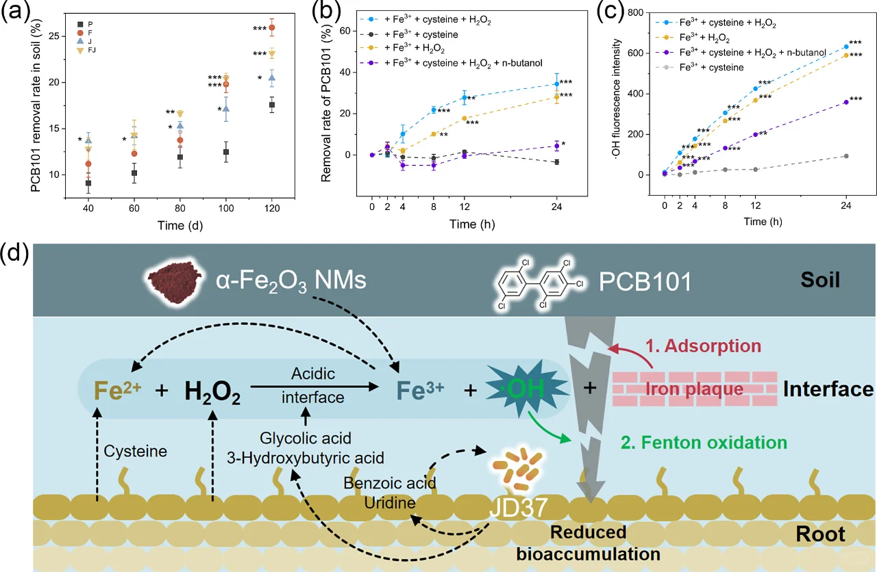 文献速递|ES&T|FeNM植物根际菌共生修复土壤