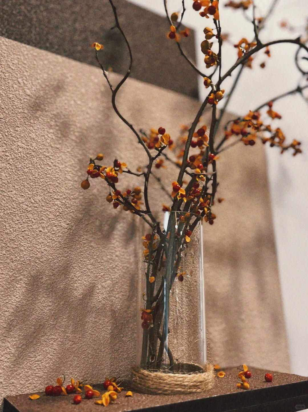 南蛇藤干枝真好看