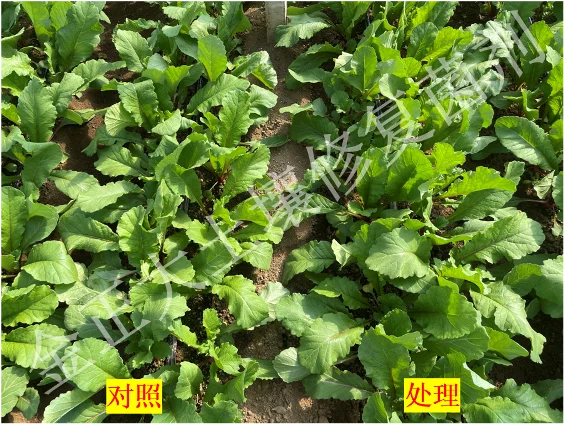 ?神奇宝藏?土壤修复菌剂，让土地重焕生机