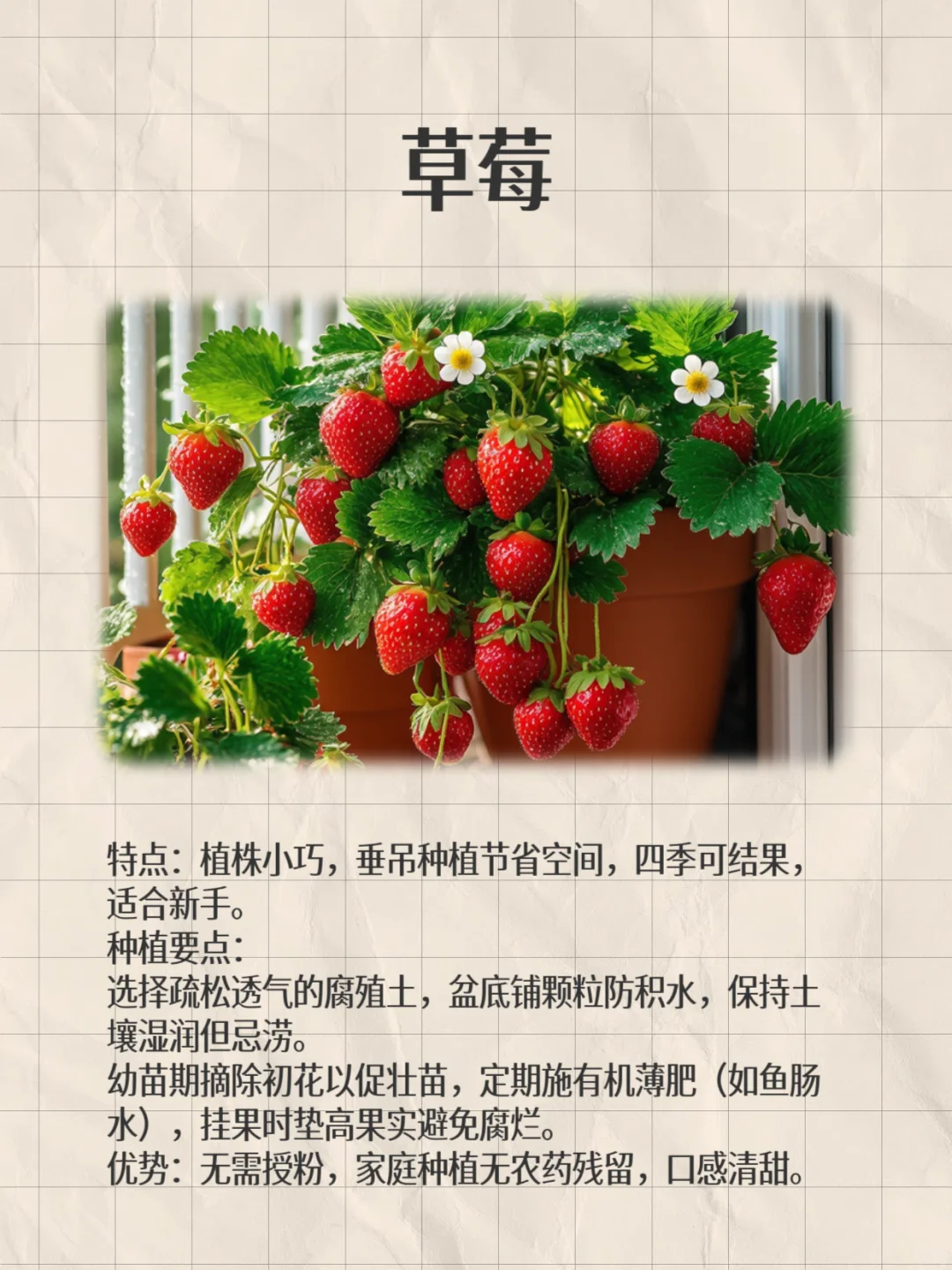 阳台这8种闭眼种都能爆果!