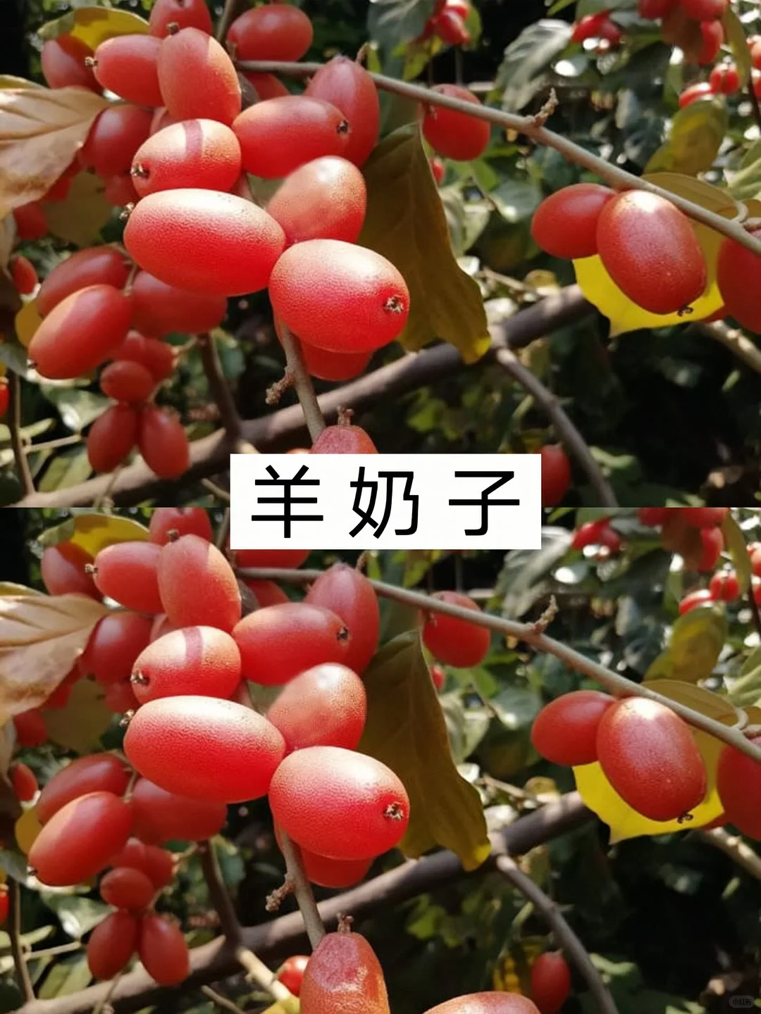 农村常见的十种水果，你不可能全部认识