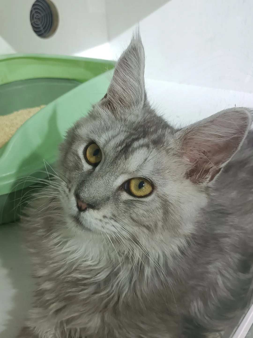 南京超值超便宜陶艺店！可撸猫撸小猪