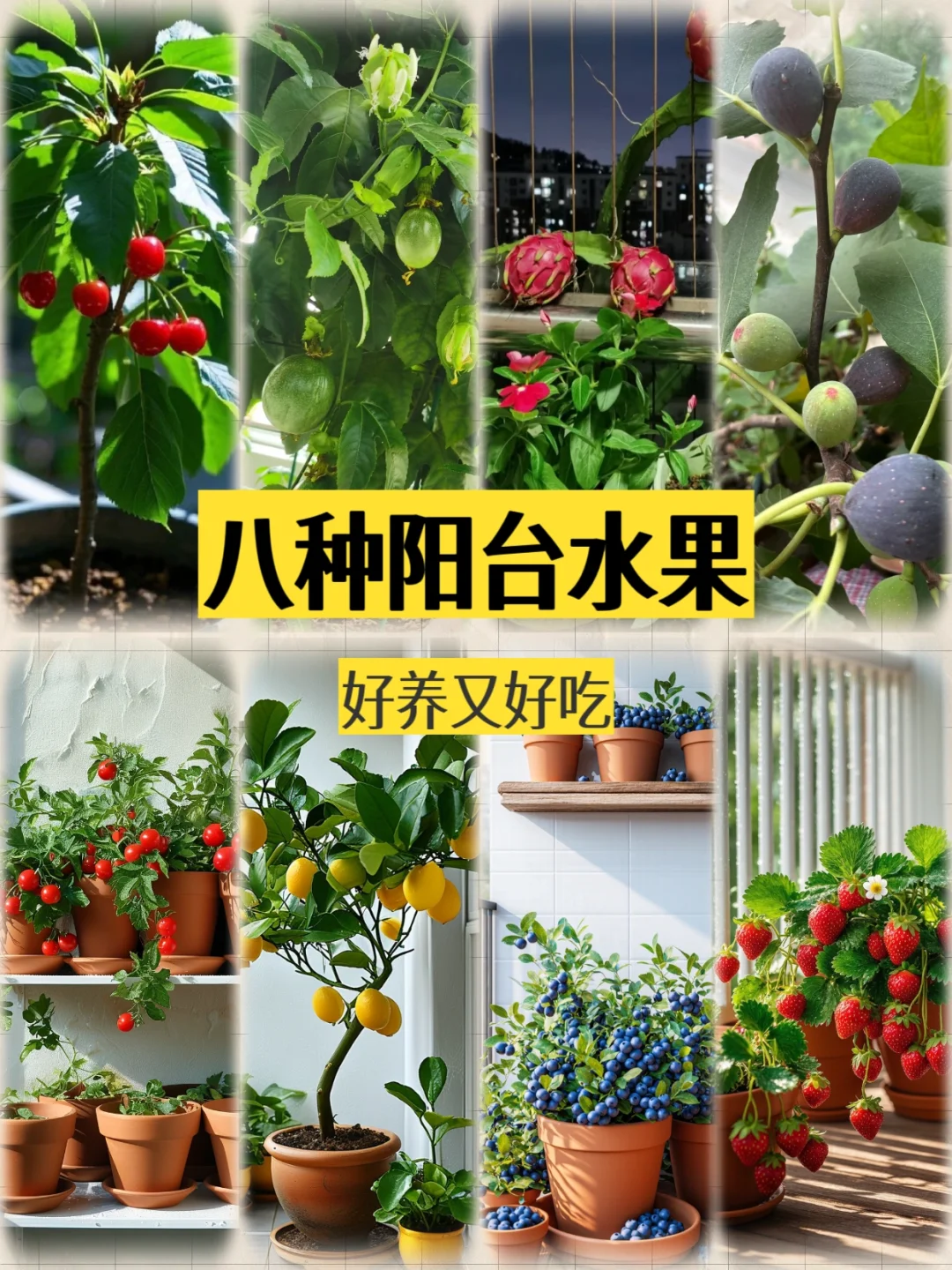 阳台这8种闭眼种都能爆果!