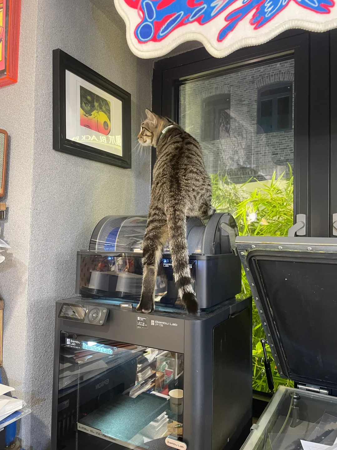 版画工作室里的猫咪鉴赏家?