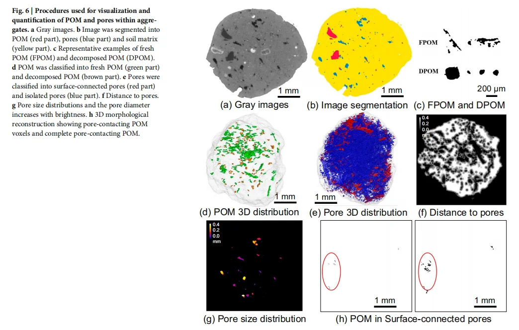 土壤孔隙如何扮演碳“加速器”与“稳定器”