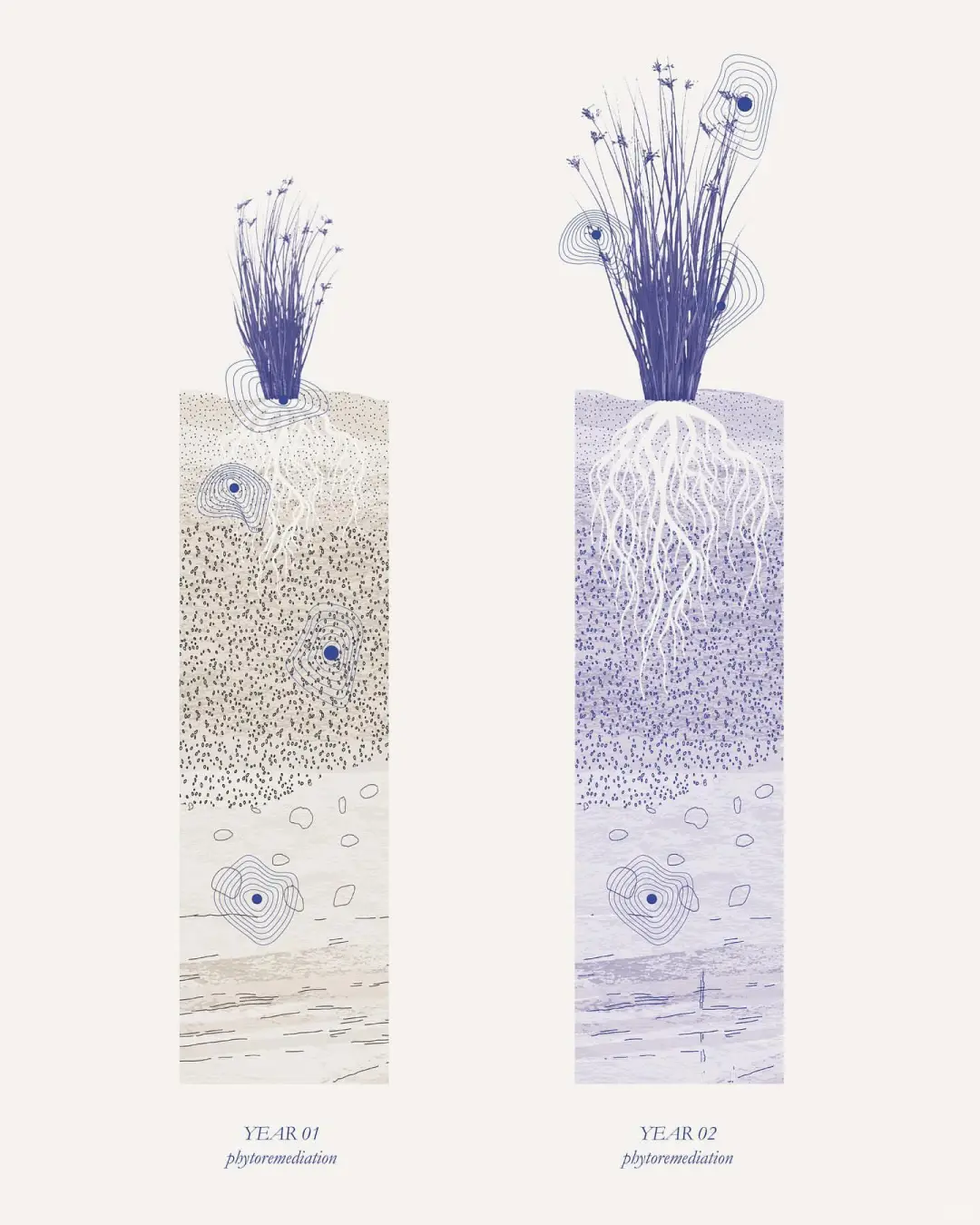 【房屋生活】植物修复土壤的研究