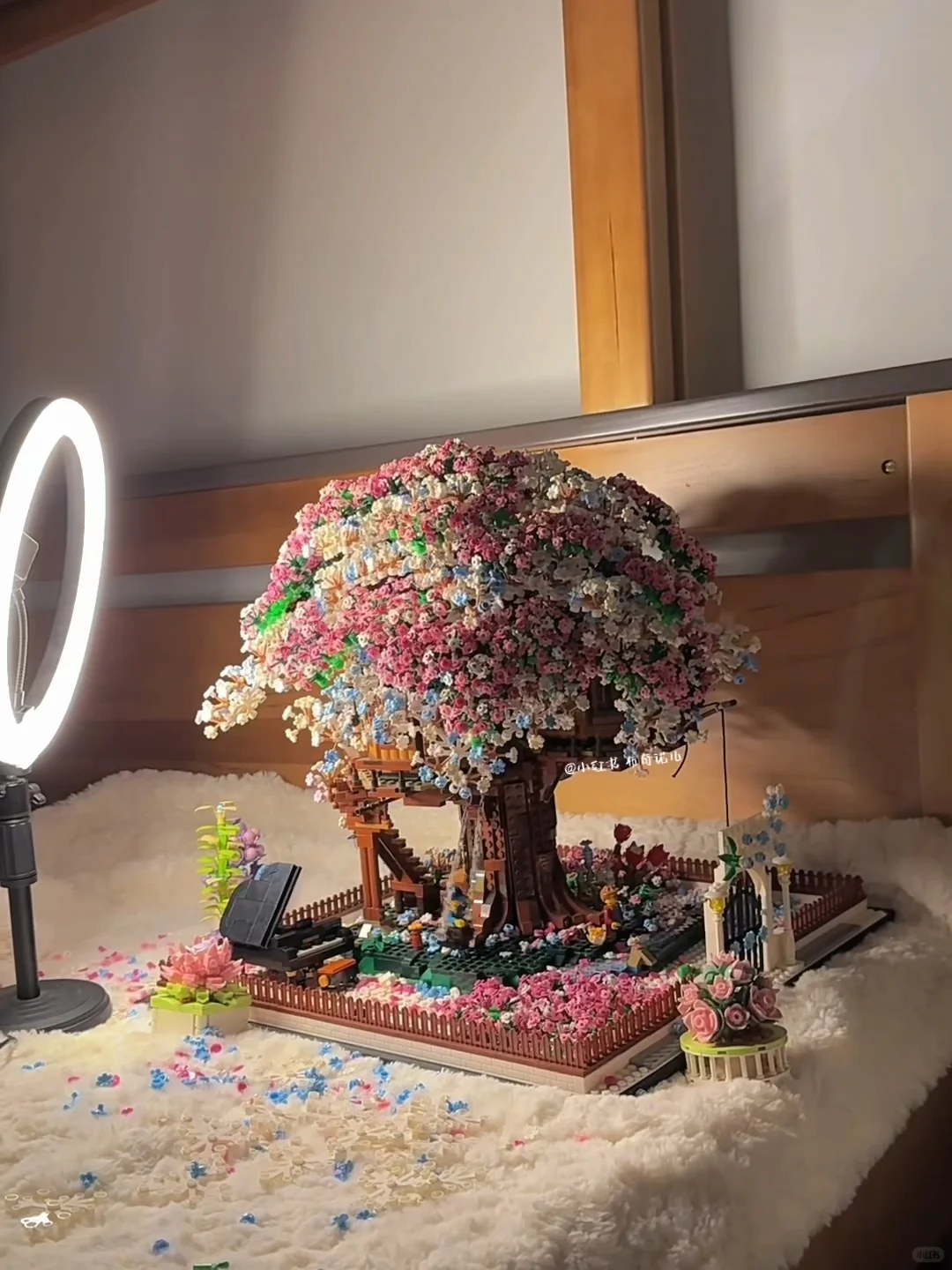 路边搬了一颗樱花树回家??