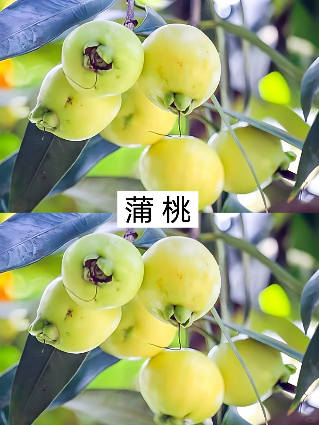 农村常见的十种水果，你不可能全部认识