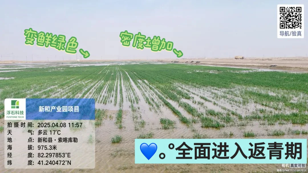 新疆盐碱地改良前后！太震撼了！