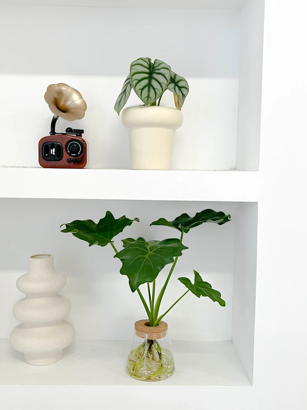 壁柜上植物这么摆更好看