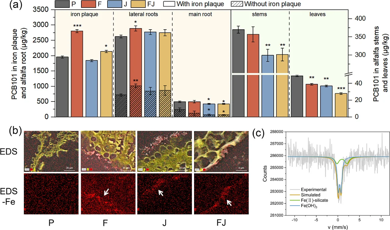 文献速递|ES&T|FeNM植物根际菌共生修复土壤