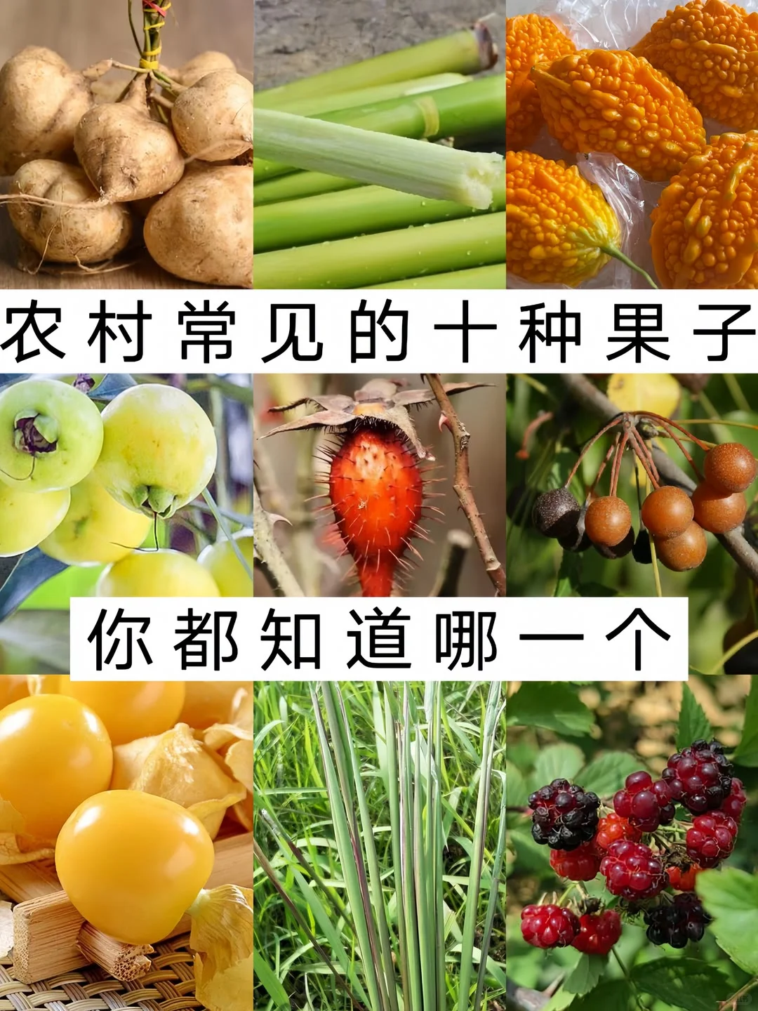 农村常见的十种水果，你不可能全部认识