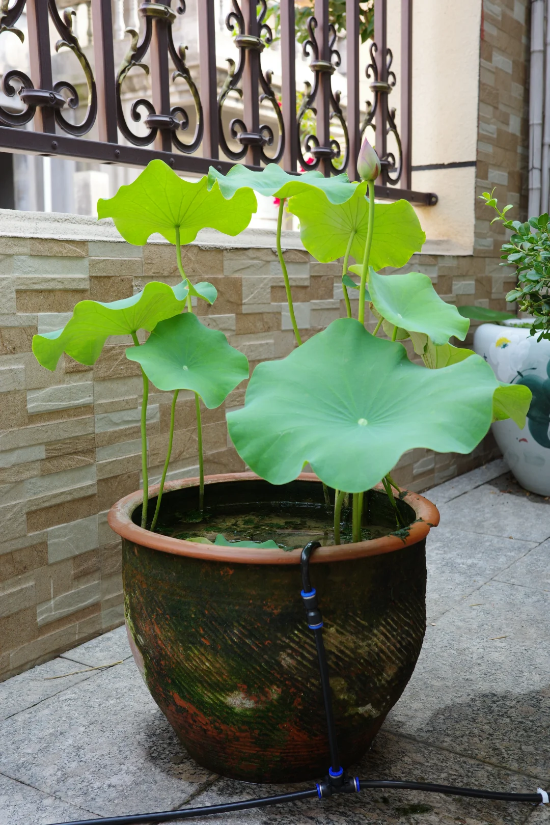 智能浇花，远程无忧，解放你的园艺生活