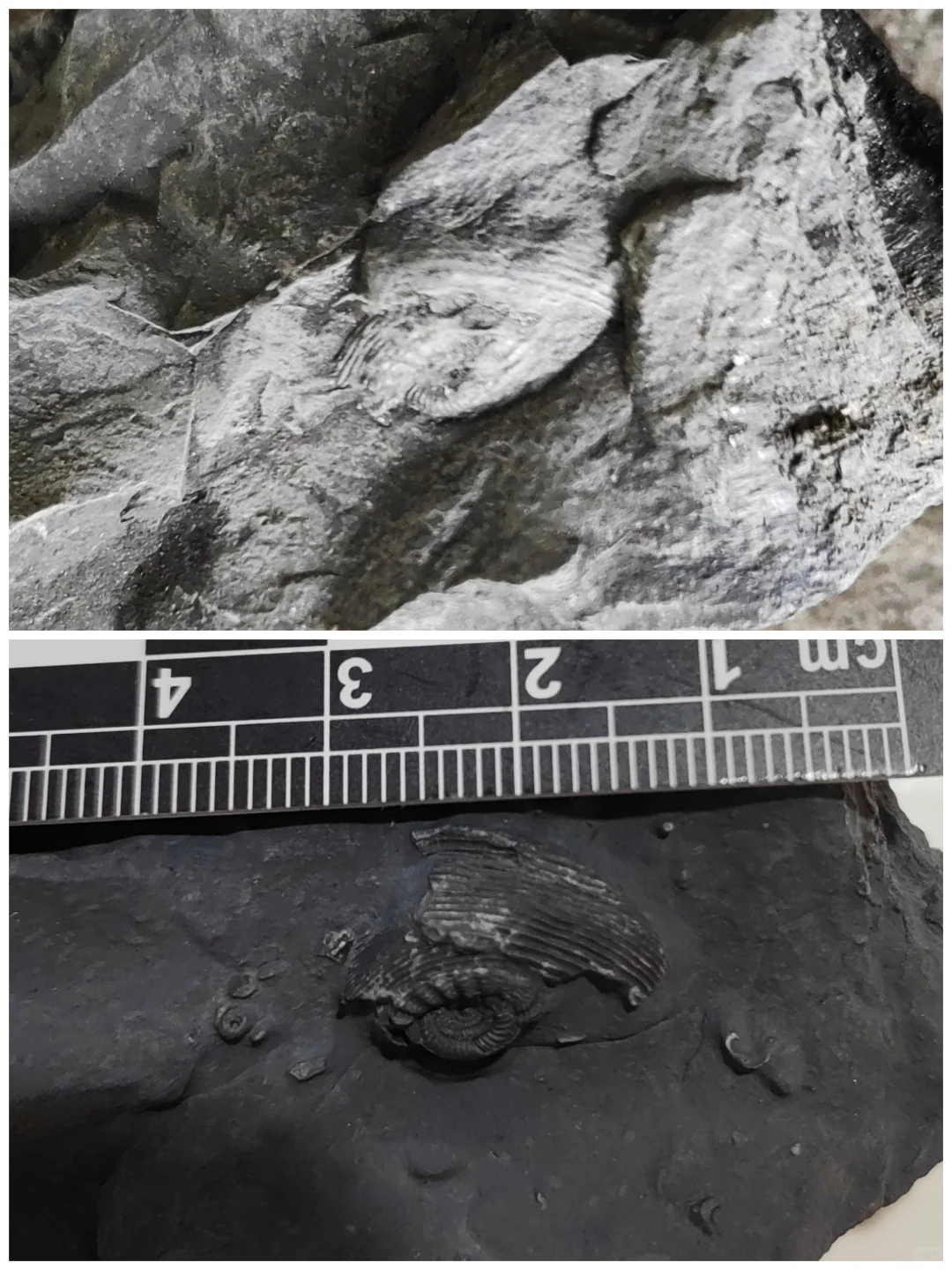 ?化石修复 | 见证古生物的“重生”