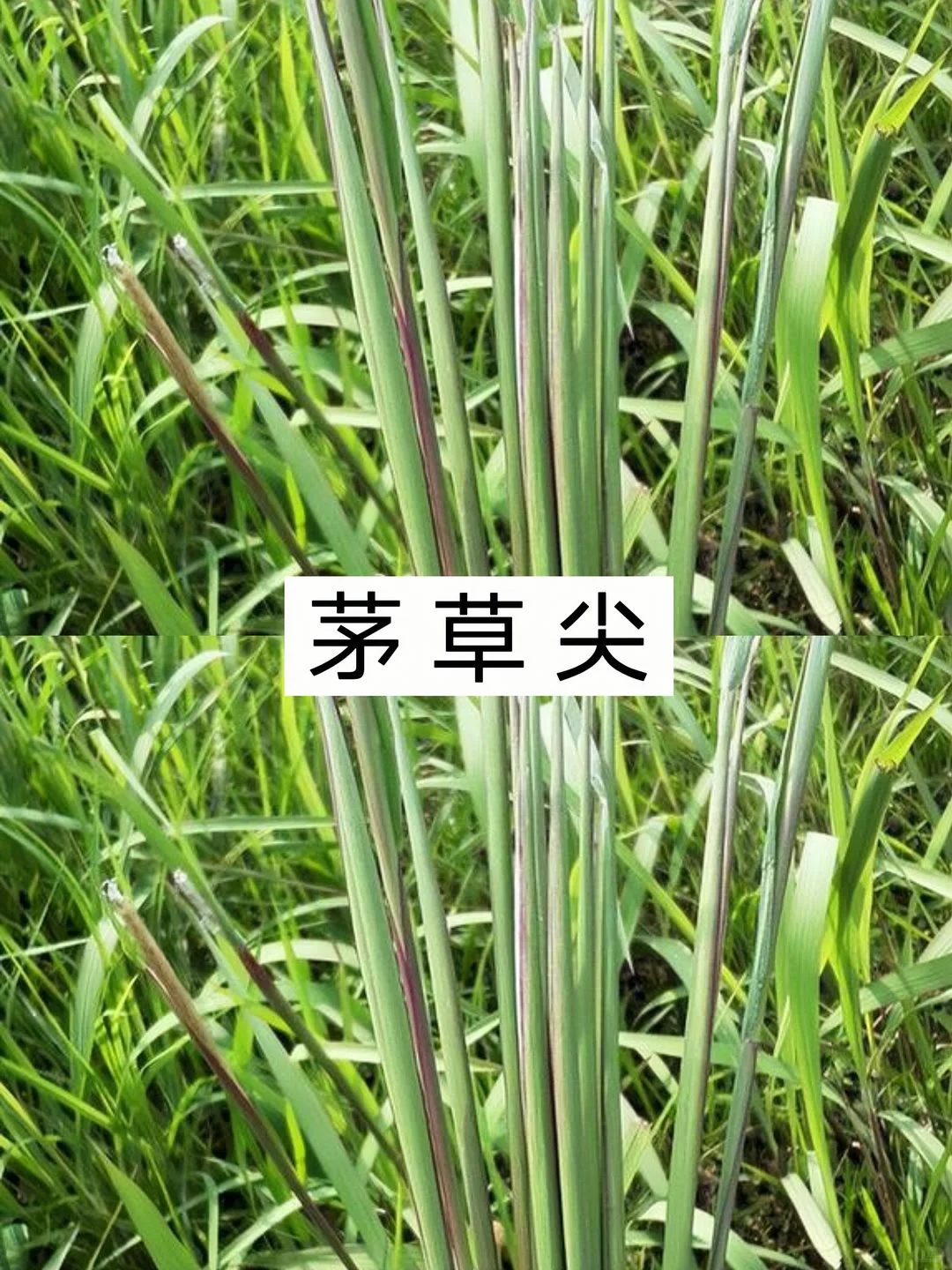 农村常见的十种水果，你不可能全部认识