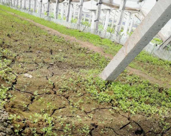 她也有生命会呼吸，请不要轻易伤害她！