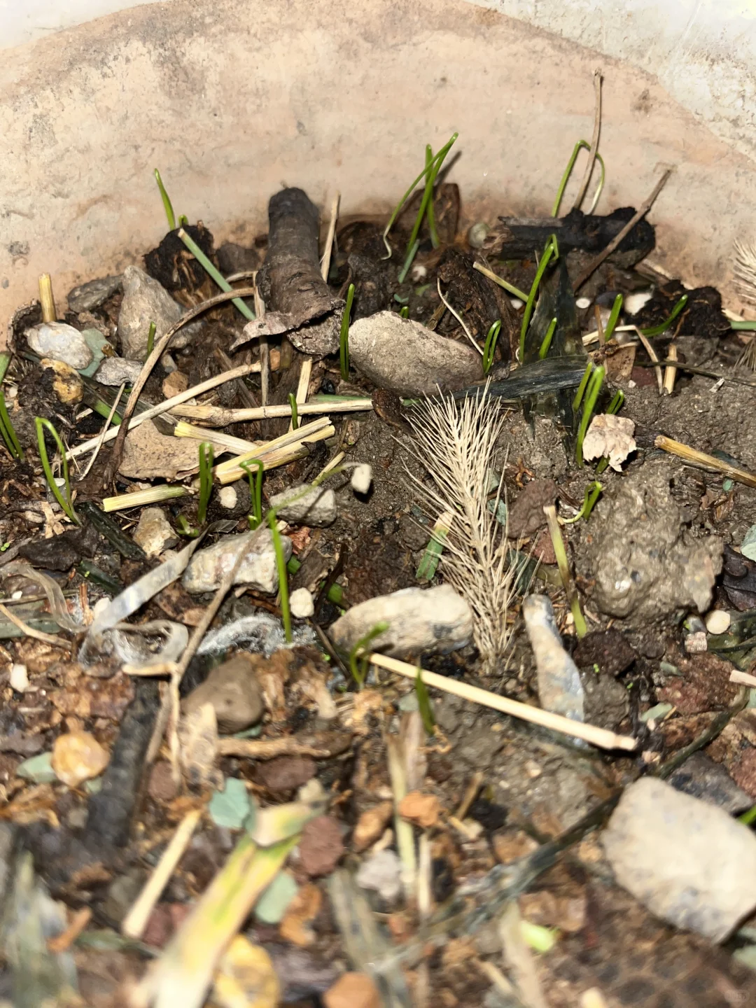 泥土板结了别担心！超简单妙招