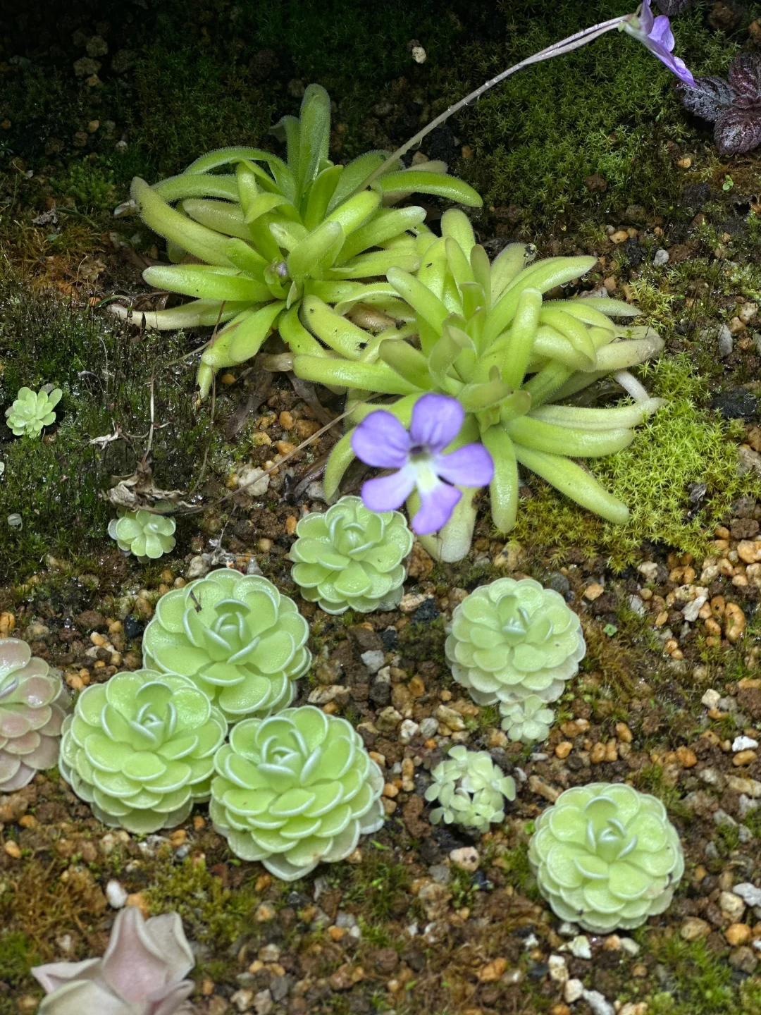 大自然是天生的刺绣师?