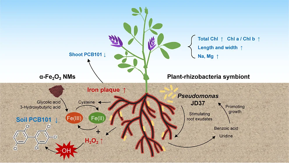 文献速递|ES&T|FeNM植物根际菌共生修复土壤