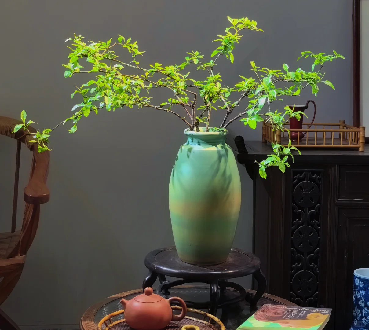 推荐几个提升茶室格调的绿植