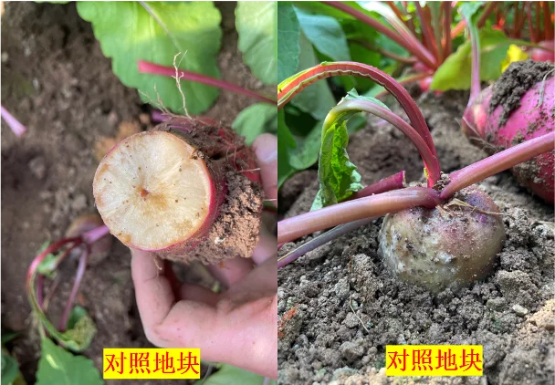 ?神奇宝藏?土壤修复菌剂，让土地重焕生机