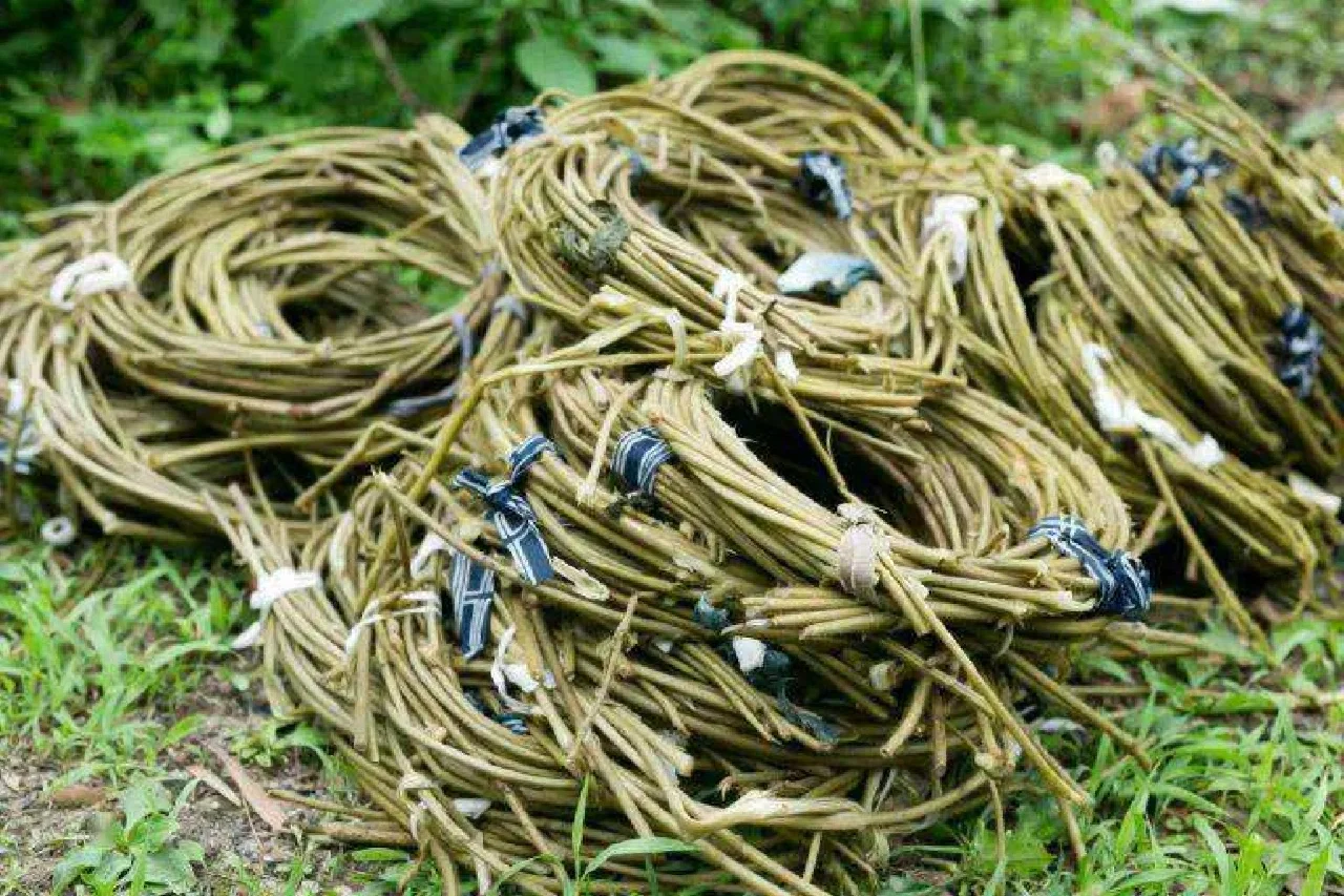 关于葛麻手工纺织技术及历史的小知识