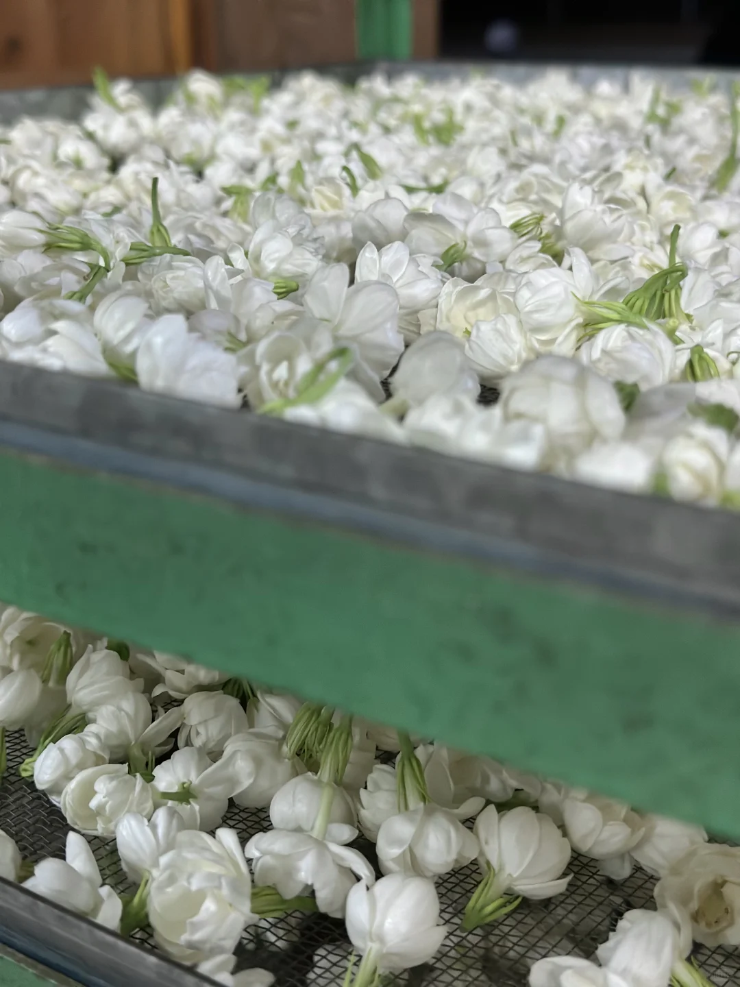 上春山，品第一口茉莉鲜?